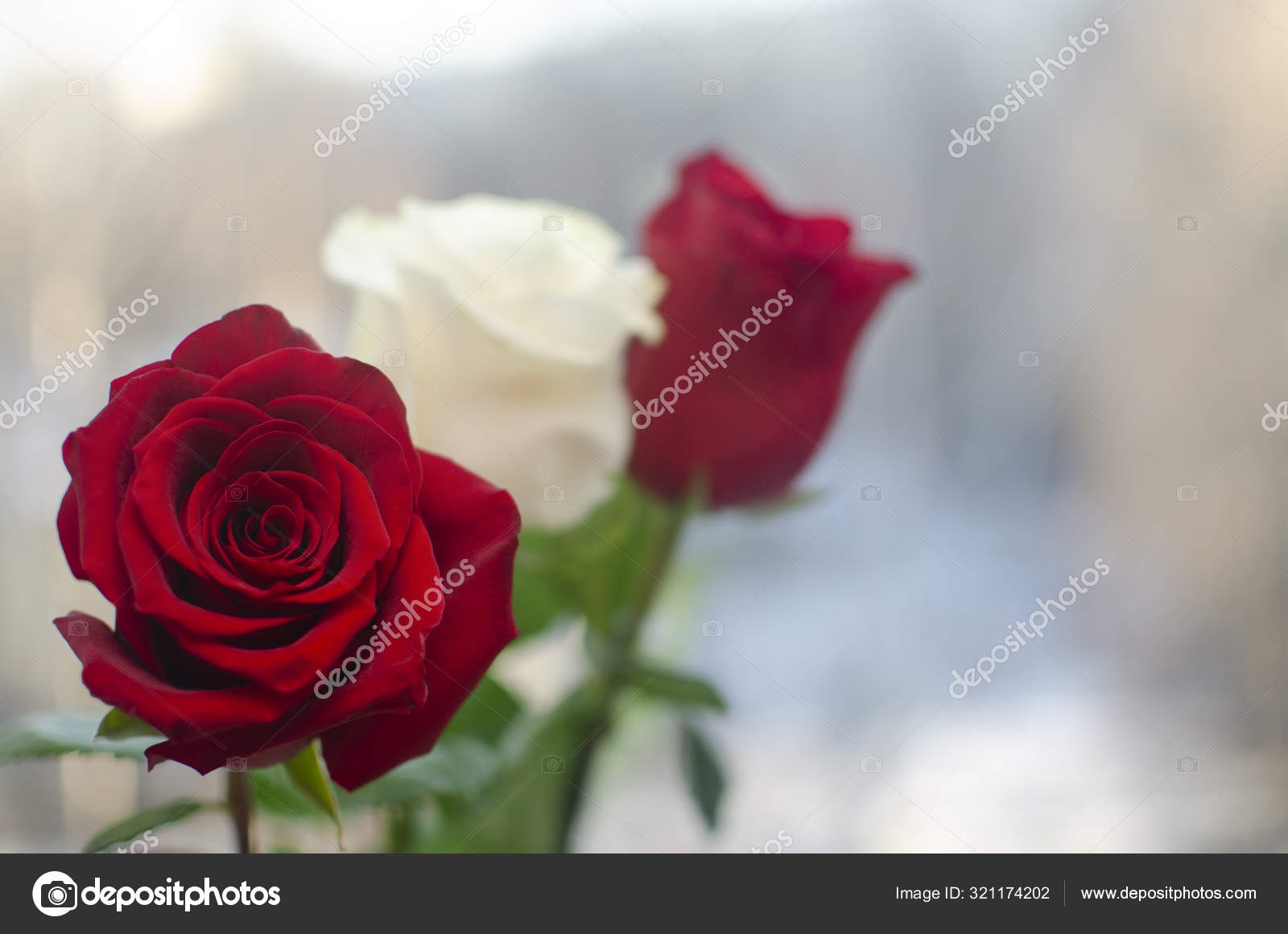 Red roses closeup. Beautiful bouquet. Happy Birthday card Stock