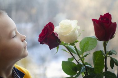 Sarı tişörtlü beyaz çocuk kırmızı bir buket kokluyor ve...