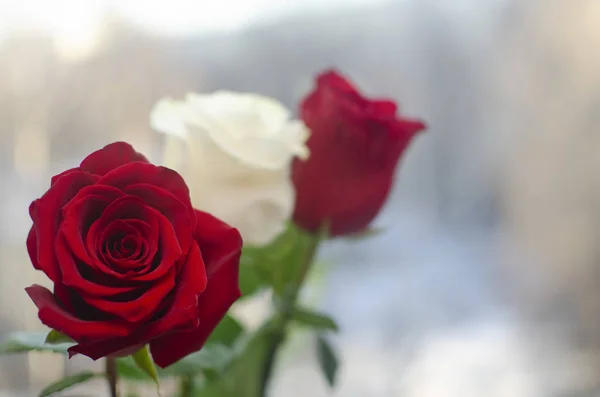 Bouquet de deux roses rouges et une rose blanche pour la Saint-Valentin — Photo