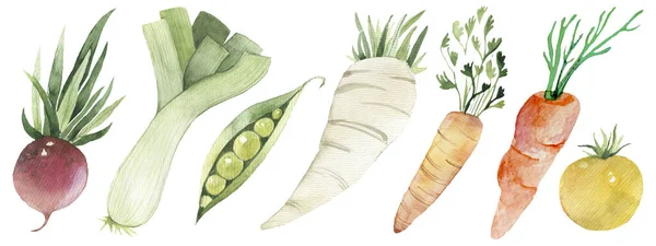 Акварелью окрашена коллекция овощей. Ручной рисунок свежих элементов дизайна продуктов питания на белом фоне . — стоковое фото