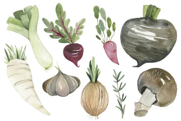 Aquarel geschilderd collectie van groenten. Hand getrokken vers voedsel ontwerpelementen geïsoleerd op witte achtergrond. — Stockfoto