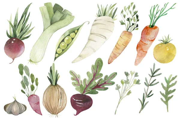 Akwarela, malowane zbiór warzywa. Ręcznie rysowane elementy projektu świeże jedzenie na białym tle. — Zdjęcie stockowe