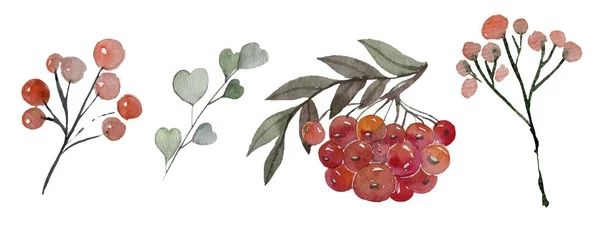 Набір ручних зимових рослин - пуансетія, тумбочка, ялиновий голуб. ескізна ілюстрація . — стокове фото