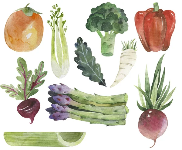 Set di verdure tratte acquerello macchie e macchie con una zucca spray, barbabietola, pepe, cetriolo su carta kraft — Foto Stock