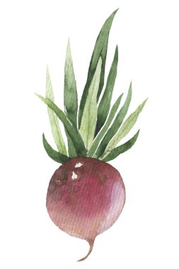 Kırmızı turplar ve yeşil yapraklı beyaz daikon sebzeler, vejetaryen yemek veya tarım teması için, çizgi film tarzı.