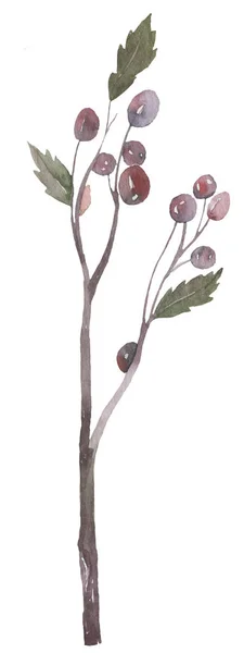 Реалистичный ручной рисунок Холли, ветки айлекс с ягодами, омелы. Рождество, символ празднования Нового года. Изолированная иллюстрация на белом фоне . — стоковое фото