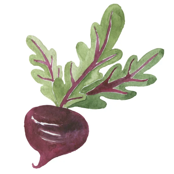 Frische Rüben mit Blatt. Illustration. isolierter weißer Hintergrund. Saftige Rote Bete. Gemüse. Bio-Lebensmittel. natürliche Wurzel. Pflanzliche Zutaten für Lebensmittel — Stockfoto