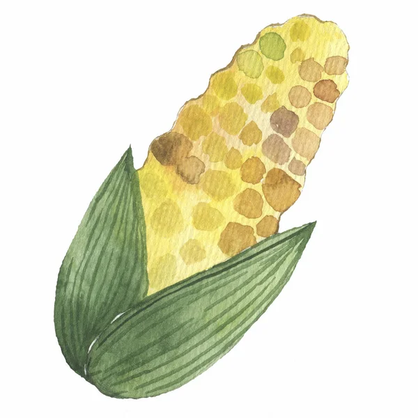 Zeer hoogwaardige originele trendy illustratie van zoete gouden maïs. Stelletje mais. zomer boerderij ontwerp elementen — Stockfoto