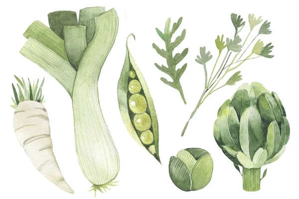 Ontwerp set groene groenten 1. radijs, prei, erwten, arugula, peterselie — Stockfoto