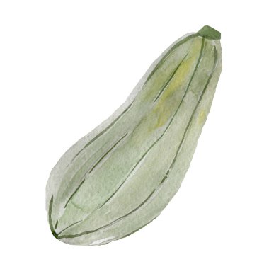 Kabak sebzesi. Sebzeler izole edilmiş kabak. Suluboya çizimi