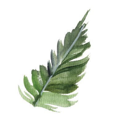 Köknar iğnesi doğal elementler dal boyalı doku nüktesi