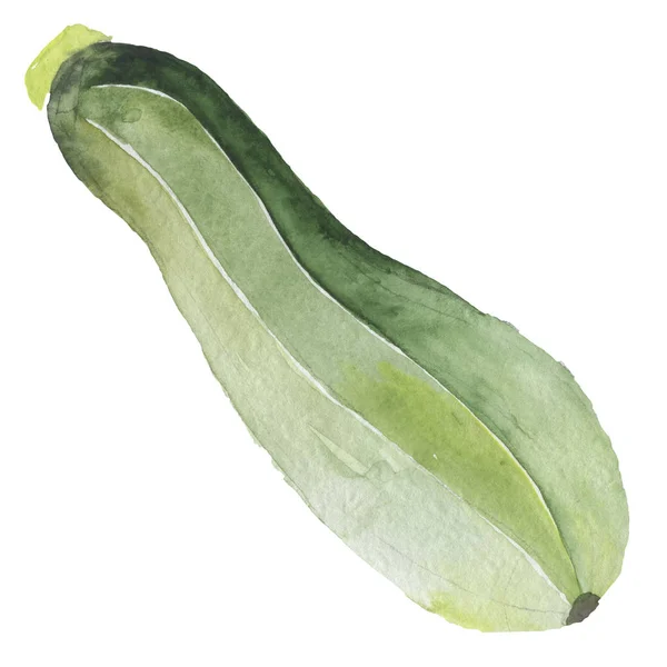 Zucchini vegetable. Veggies isolated squash. Watercolor sketch — Stock Photo, Image