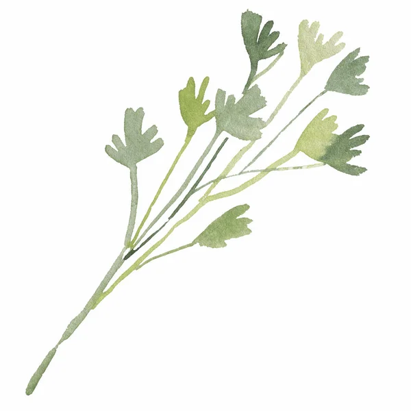 Parsley Illustration on white background. cute watercolor — 스톡 사진