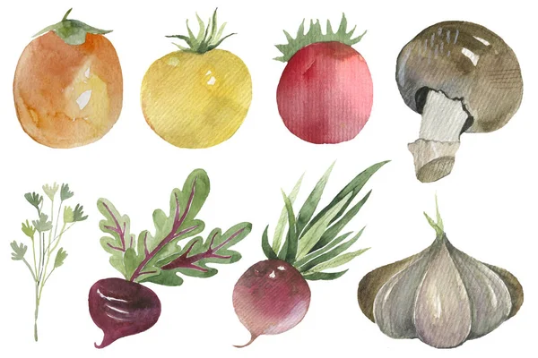Groenten set getrokken aquarel vlekken en vlekken met een radijs, uien, aardappelen, champignon — Stockfoto