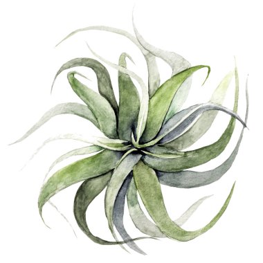 Air-plant illustration on white background. Watercolor tillandsia clipart