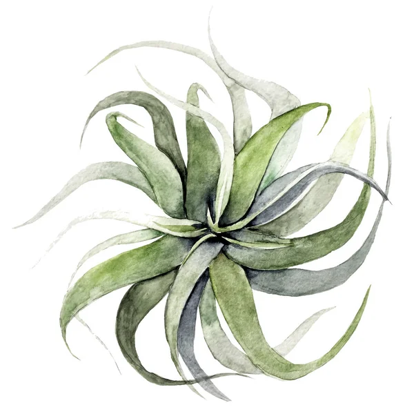 Ilustração ar-planta sobre fundo branco. Aquarela tillandsia — Fotografia de Stock