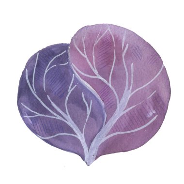 Kızıl Lahana 'nın suluboya çizimi. sebze yalıtılmış