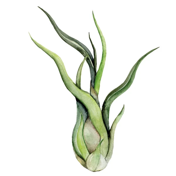 Illustration air-plante sur fond blanc. Aquarelle tillandsia — Photo