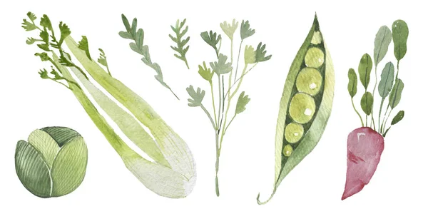 Gemüseset gezeichnete Aquarellflecken und Flecken mit einem Sprühkraut, — Stockfoto