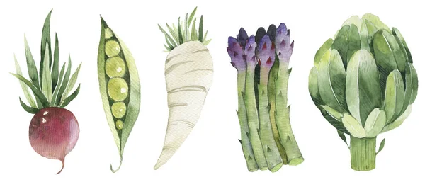 Verse Aquarel Groenten Set Handgetekende Aquarel Radijs Komkommer Asperges Peper — Stockfoto