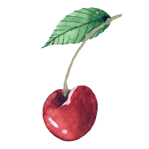 Akvarel cherry bobule ilustrace na bílém pozadí — Stock fotografie