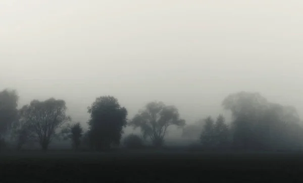 Деревья Тумане Пейзаж Темными Силуэтами Деревьев Густом Тумане — стоковое фото