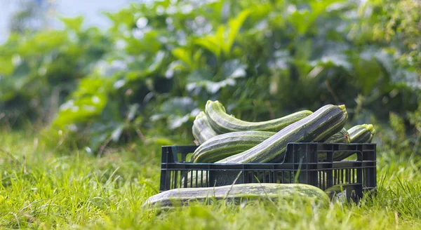 Cosecha Del Calabacín Los Calabacines Caja Hierba Jardín — Foto de Stock