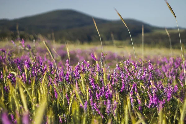 Purple Pink Flowers Vicia Plant Corn Field Landscape Hills Background — Stock Photo, Image