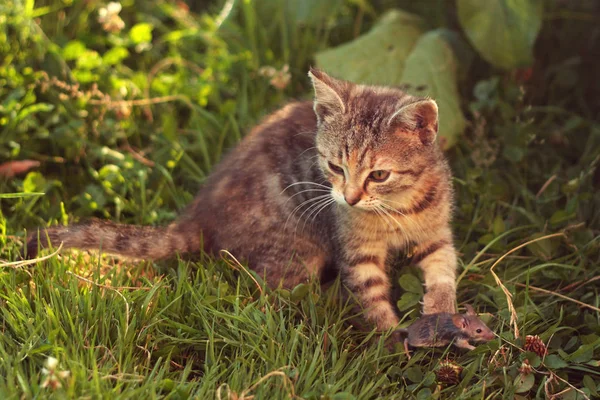 Молода Кішка Таббі Після Полювання Спійманою Мишкою Траві Сонячно — стокове фото