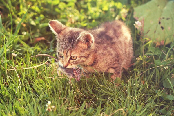 Gato Mesa Jovem Depois Caça Com Rato Apanhado Boca Grama — Fotografia de Stock