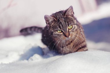 Genç tekir kedi kışın karda güneşli bir günde