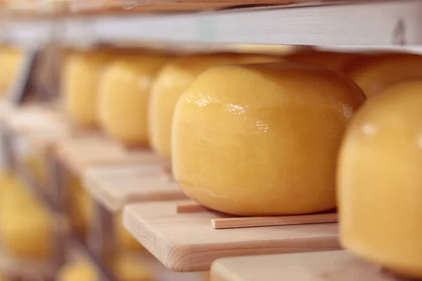 yellow loaves of hard cheese stored in a cold dairy cellar