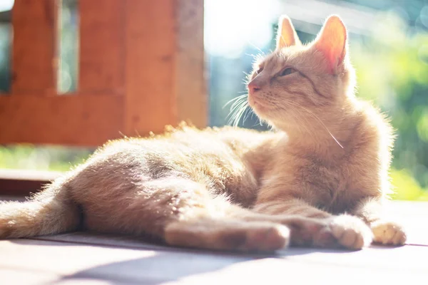 Κόκκινη Γάτα Ξαπλωμένη Και Ξεκουράζεται Έξω Στη Βεράντα Ηλιόλουστη Μέρα — Φωτογραφία Αρχείου