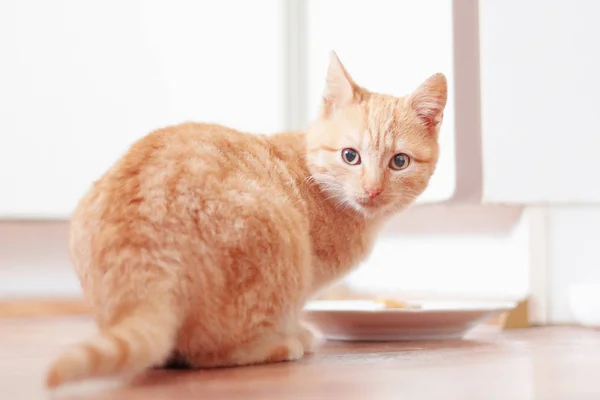 young ginger cat with bowl of food on kitchen floor