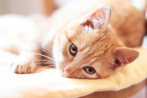 Rotes Süßes Kätzchen Auf Kissen Liegend Nahsicht — Stockfoto
