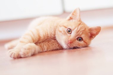 Sevimli kızıl kedicik yerde yatıyor, yakından bak.