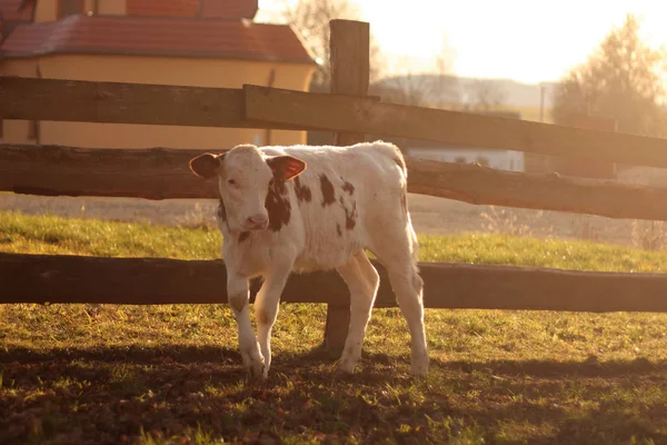 Veau Dans Une Ferme Près Une Clôture Bois Coucher Soleil — Photo