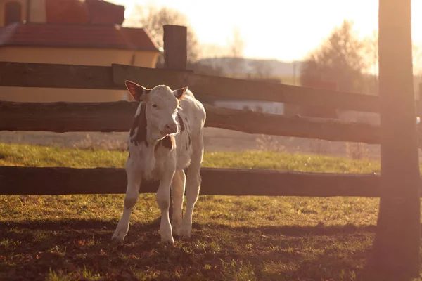 Veau Dans Une Ferme Près Une Clôture Bois Coucher Soleil — Photo