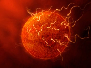 sperm ve yumurta - yumurtayı dölleyen spermin gösterimi, kadın üreme organlarının içine yakın görüş