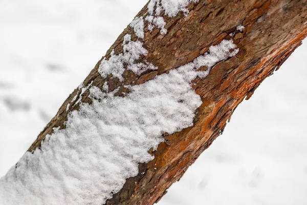 Nieve Blanca Sobre Tronco Del Árbol Invierno Nieve Fondo —  Fotos de Stock