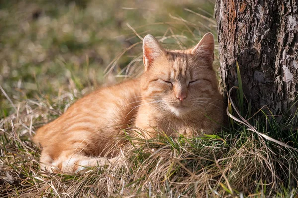 Repouso Gato Vermelho Encontra Grama Perto Árvore Dia Ensolarado — Fotografia de Stock
