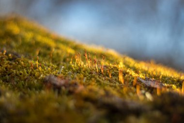 Ağacın üzerindeki yosunlar - yosun görünümünü kapat (güneş ışığıyla aydınlatılır)