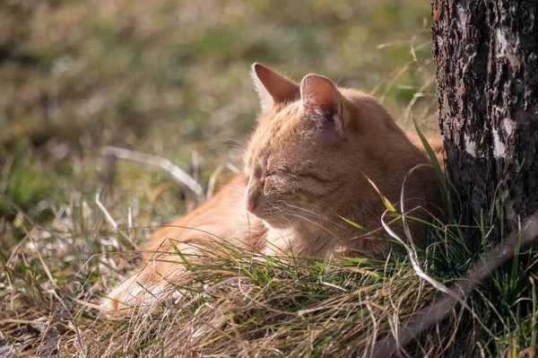 晴れた日には赤い猫が木の近くの草の中に横たわっています — ストック写真