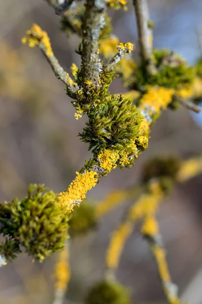 Musgo Verde Líquen Amarelo Galho Árvore Vista Perto — Fotografia de Stock