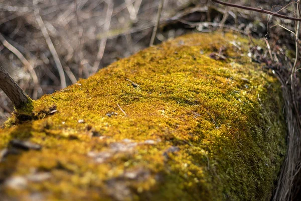 Moss Tree Close View Moss Covering Tree Trunk — Stock Photo, Image