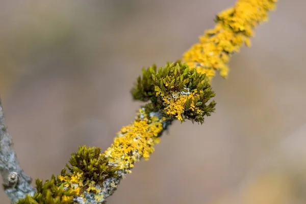 Musgo Verde Líquen Amarelo Galho Árvore Vista Perto — Fotografia de Stock