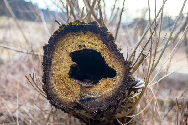 Coração Forma Oco Tronco Árvore Caído Deitado — Fotografia de Stock