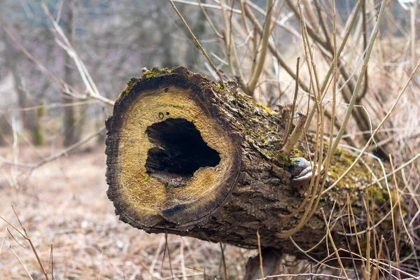 Coração Forma Oco Tronco Árvore Caído Deitado — Fotografia de Stock