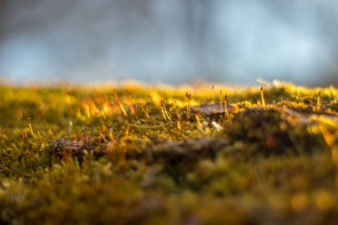 Ağacın üzerindeki yosunlar - yosun görünümünü kapat (güneş ışığıyla aydınlatılır)