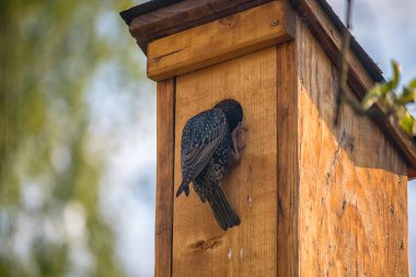 Kuş yuvasında kuş, tahta bir kuş yuvasının giriş deliğinde sığırcık.